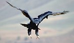 Black Eagle, Drakensberg
